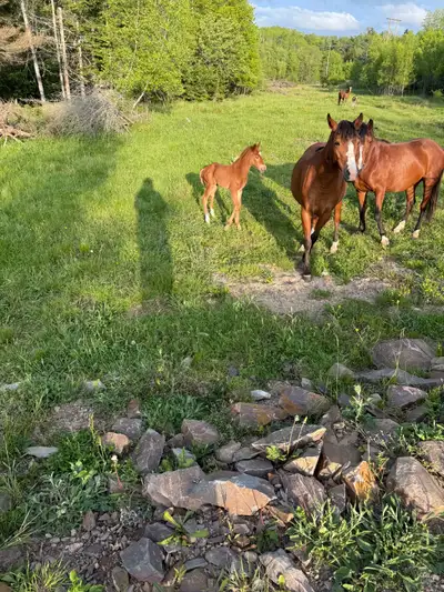 male pony for sale, View more