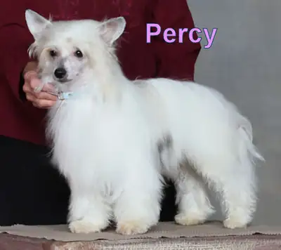 Chinese Crested of various ages available, View more