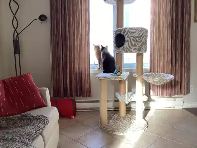 Ma tonkinoise Juliet a 3ans et mon chat domestique Juno a 2 ans. Juliet mange la moulée urinaire et...