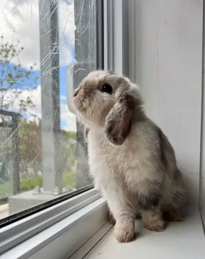 Holland lop rabbits , View more
