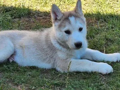 Siberian Husky X Puppies, View more