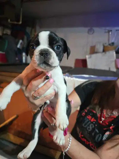 Boston terrier reste 1 seul, View more