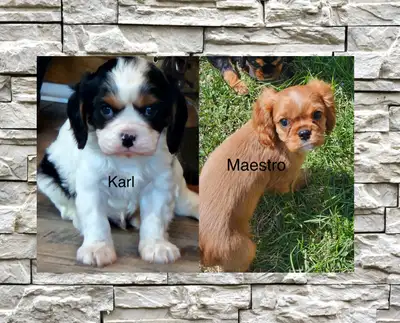 Karl est né le 24 mars et Maestro le 19 février. iIs sont prêts à rejoindre leur famille. Voici les...