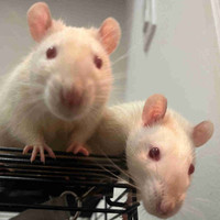 2 pet rats (1yr old)  for rehoming!