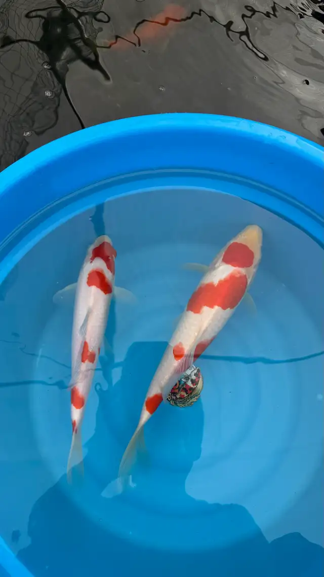 koi fish for sale | Fish for Rehoming | Burnaby/New Westminster | Free ...