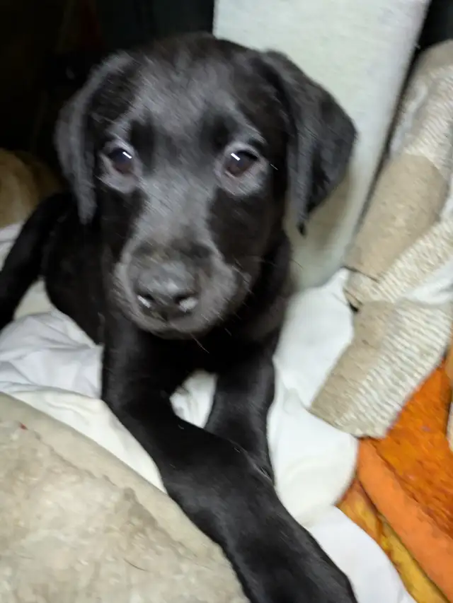 PUREBRED LAB PUPPY READY TO GO!!. in Dogs & Puppies for Rehoming in Kitchener / Waterloo - Image 9