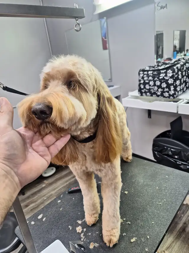 Professional Dog Grooming...Special treatment at SPRINGFIELD K.584651887996446729