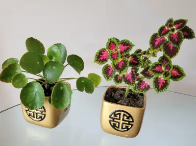 2 Plants for $20, View more