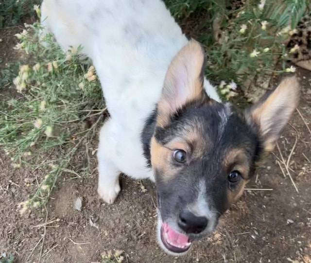 Female Blue Heeler Husky Mix Dogs & Puppies for Rehoming Kamloops