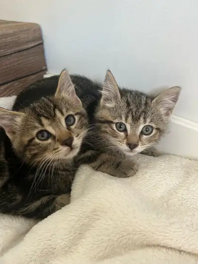 adorable kittens ready to go!, View more