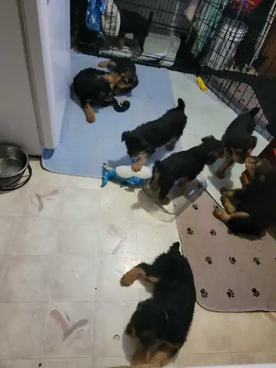 CKC Reg'd Airedale Terrier Puppies, View more
