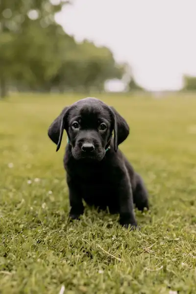 CKC Registered Black Lab Puppies, View more