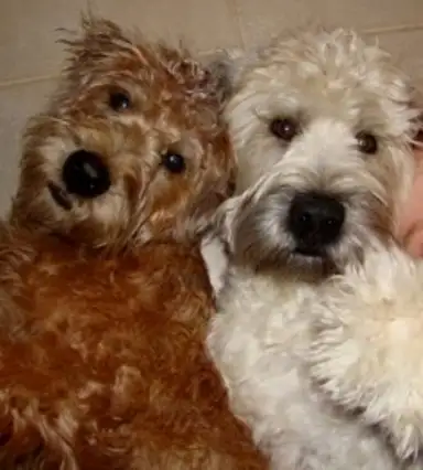 Rescue GuidanceSoft Coated Wheaten, View more