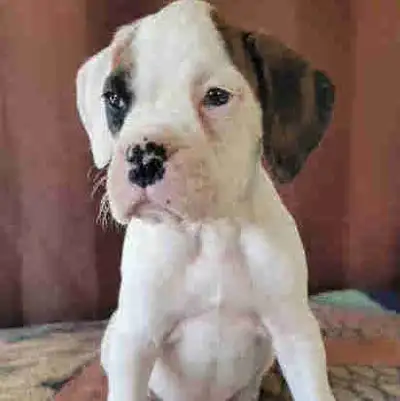 Boxer puppies., View more