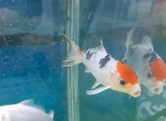 Koi fish 7-8inches in Fish for Rehoming in Oshawa / Durham Region - Image 3