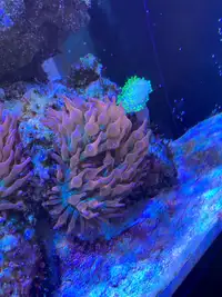Two bubble tip anemones 