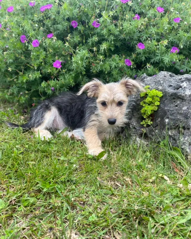 Morkie puppy is looking for home in Dogs & Puppies for Rehoming in Oakville / Halton Region - Image 4