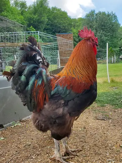 *BLACK FRENCH COPPER MARANS ROOSTERS *PUREBRED ~ ABOUT 7 MONTHES OLD * ASKING $35 *If Interested Ple...