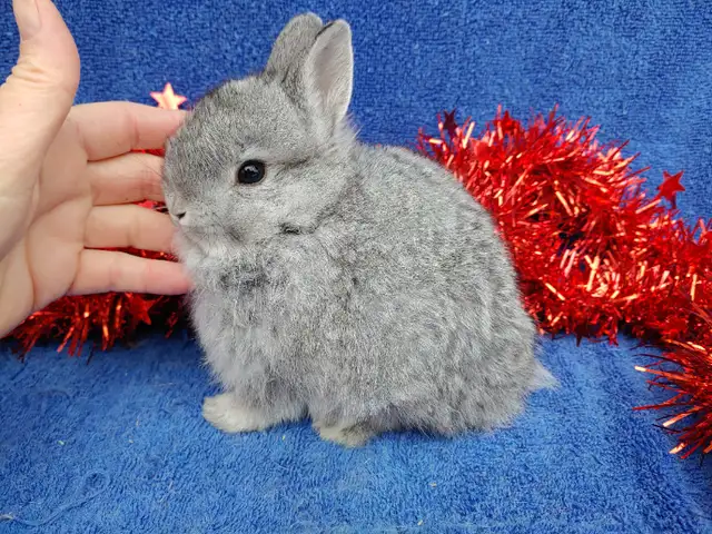 EXTRAORDINARY FUZZY CHINCHILLA NETHERLAND DWARF BUNNY RABBIT in Small Animals for Rehoming in City of Toronto - Image 7