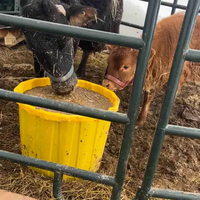 Born Jan 12 2025 Mom is a family milk cow. Calf has been nursing since birth. Sire is lowline. She h...
