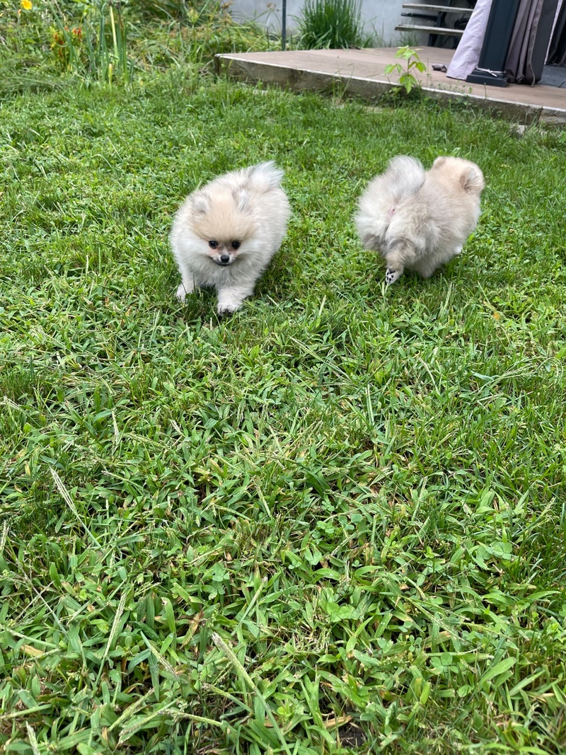Toy Pomeranian high quality puppy for sale Dogs & Puppies for