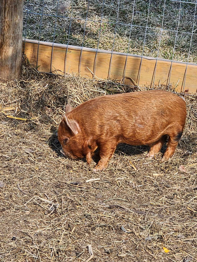 Registered Kunekune boar piglet  in Livestock in Edmonton - Image 4
