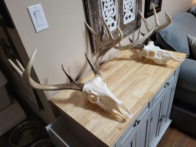 Deer antler mounts in Arts & Collectibles in Delta/Surrey/Langley - Image 2