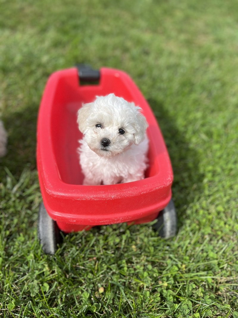 Pure bred Bichon Frise puppy Dogs & Puppies for Rehoming London
