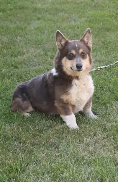 CKC Registered Pembroke Welsh Corgis, View more