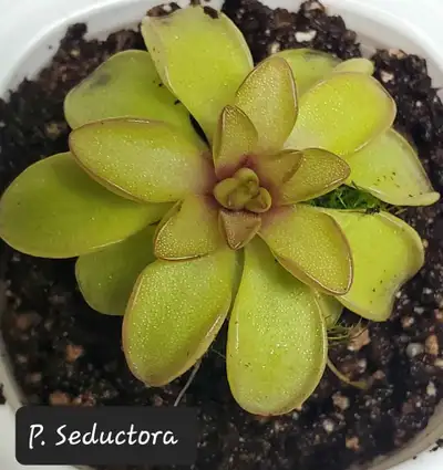 Pinguicula Seductora butterwort carnivorous plant, View more