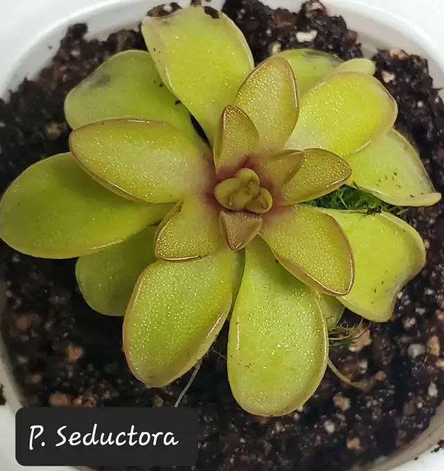 Pinguicula Seductora butterwort carnivorous plant in Plants, Fertilizer & Soil in City of Toronto - Image 2