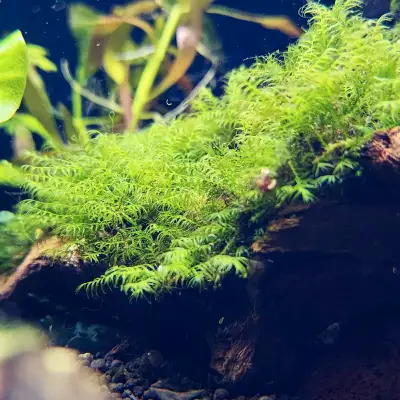 Pheonix Moss Fissidens Fontanus, View more