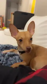 Chihuahua 1.5 yrs old