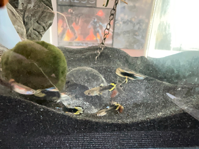 Baby Guppies $1 each in Fish for Rehoming in Burnaby/New Westminster - Image 4