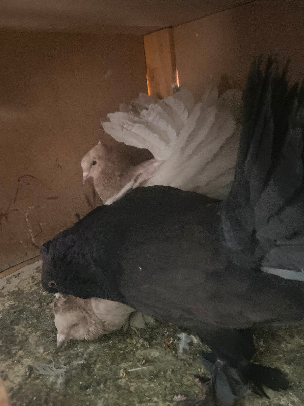 fantail pigeons in Birds for Rehoming in Edmonton - Image 2