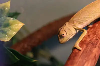 Senegal Chameleon for rehome. Active, eating well, and attentive. $189 pre taxes.