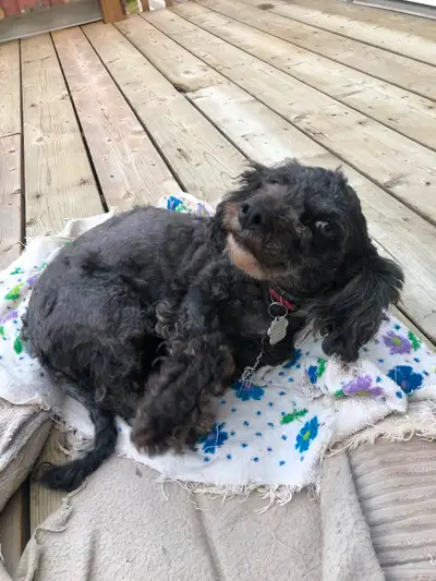 Small hypoallergenic dogs for sale, View more
