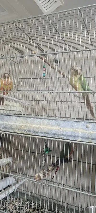 pineapple conure pairs , View more