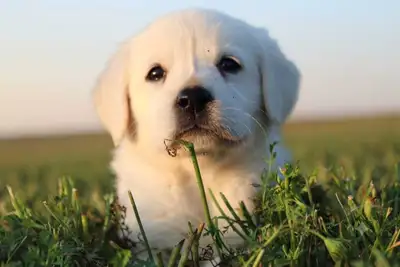 Goldador puppies, View more