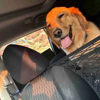 purebred male golden retriever, View more
