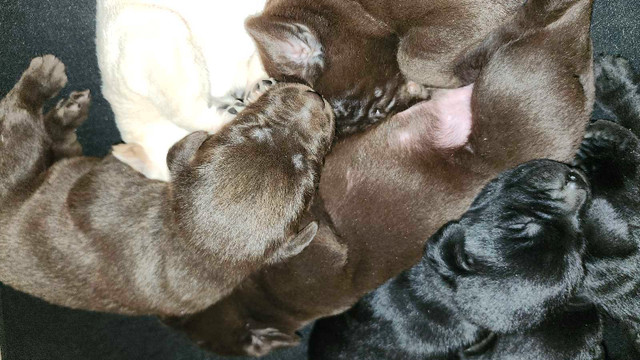 Labrador puppies for sale in Dogs & Puppies for Rehoming in Bedford - Image 2