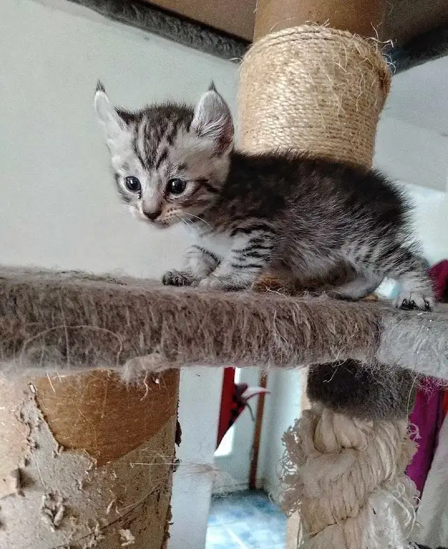 Chaton Highland Lynx desert in Cats & Kittens for Rehoming in Sherbrooke - Image 11