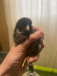 EE (Olive eggs) chicks