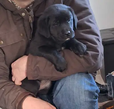 Golden retriever x puppy, View more