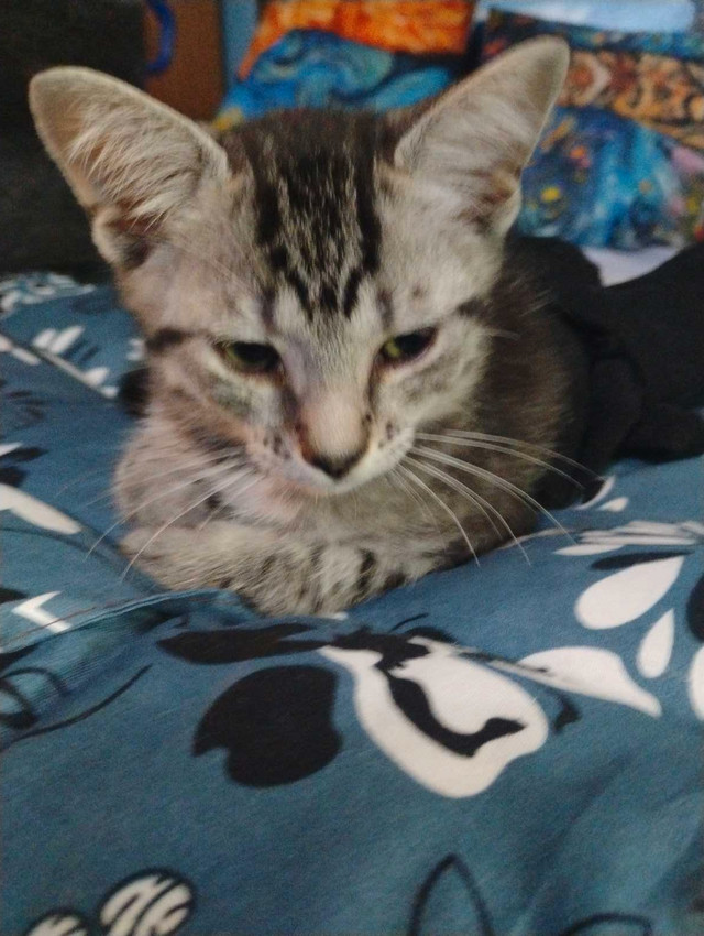 kitten for adoption dans Chats et chatons à adopter  à Longueuil/Rive Sud