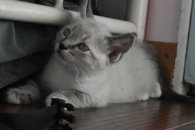 beautiful kittens