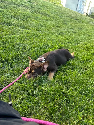 Her name is Fearne she’s a French x English mix 5 months old All up date on shots Good with cats kid...