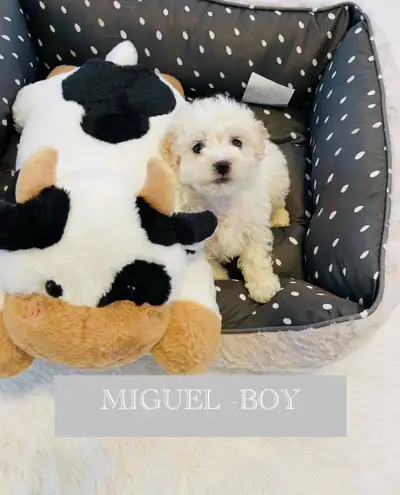 One Maltipoo Boy!! Text or Call Please!, View more