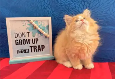 Purebred Vetted Maine Coon Girl, View more