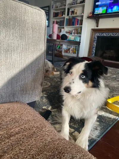 Rehoming our Border Collie , View more
